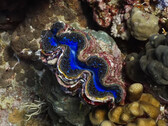 The iridescent opening inspires materials research. (Image source: youtube/Yale University)
