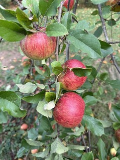Photo taken using main camera