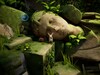 Quill stands on a moss-covered stone block in front of a large, weathered stone statue head.