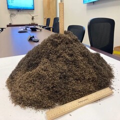 A heap of 1 million mosquitoes (Image source: The Lee County Mosquito Control District; cropped)