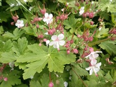 Photo taken using main camera