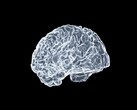 An artistic image of a brain (Image source: Shawn Day via Unsplash; edited)