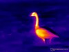 A single goose