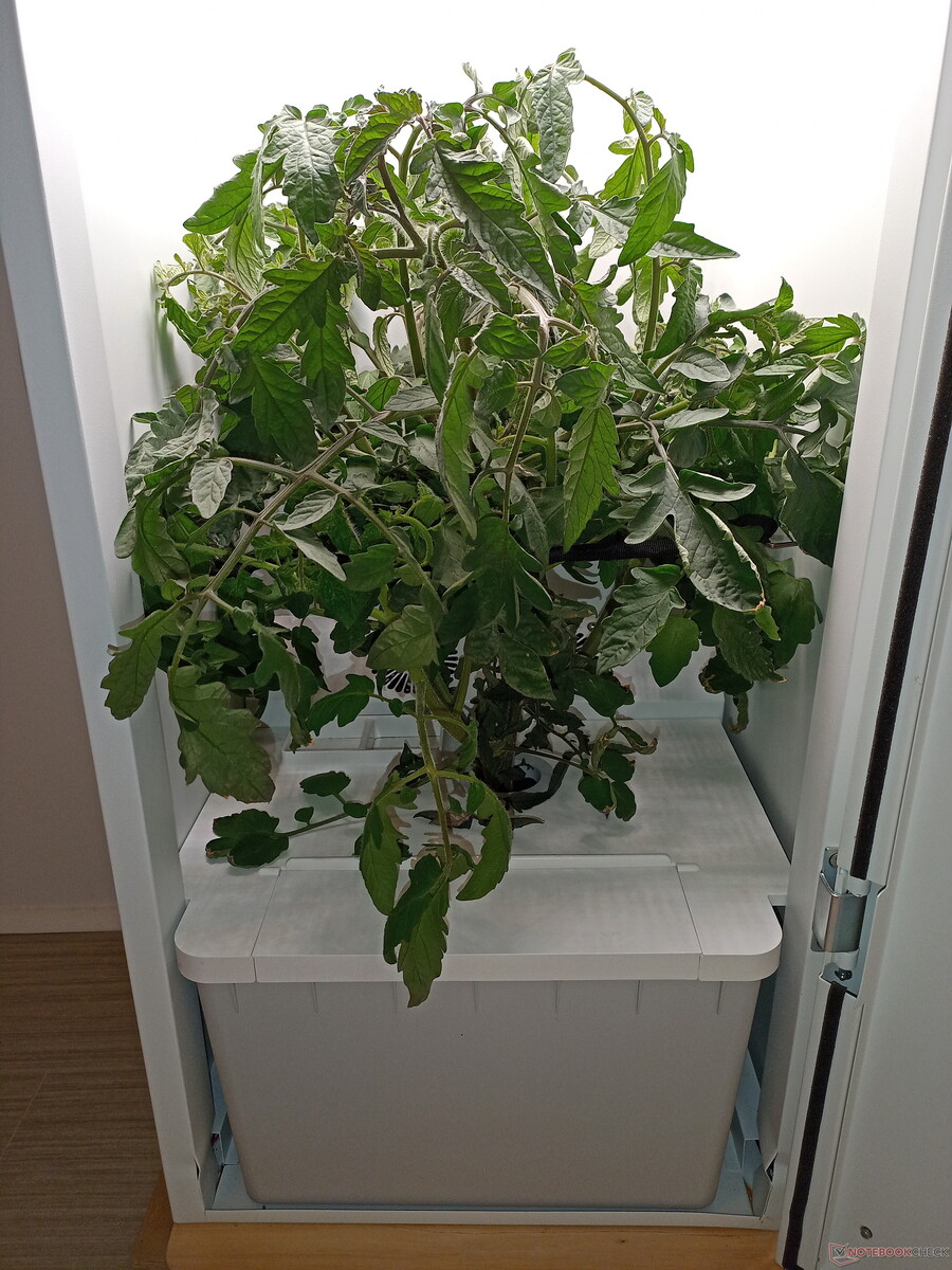 We grow our own tomato plant with the smart home Abby Grow Box