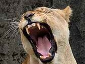 OS X Lion May Debut on Refreshed MacBook Airs Tomorrow